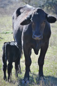 cow calf 1