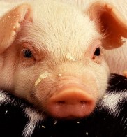 pig